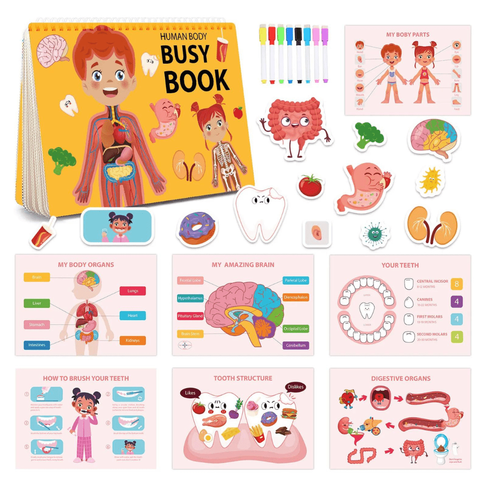 Human Body Education Interactive Learning Book